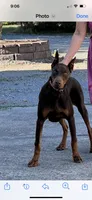 Joleen, a female Doberman Pinscher for sale in Tacoma, WA – Photo 6 of 6