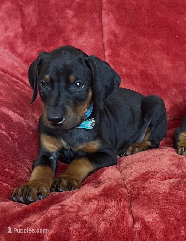Waylen – Doberman Pinscher puppy for sale in Tacoma, WA