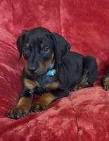 Waylen, a male Doberman Pinscher for sale in Tacoma, WA – Photo 1 of 4