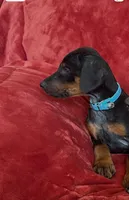 Waylen, a male Doberman Pinscher for sale in Tacoma, WA – Photo 3 of 4