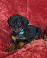 Waylen, a male Doberman Pinscher for sale in Tacoma, WA – Photo 4 of 4