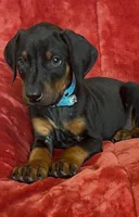 Waylen, a male Doberman Pinscher for sale in Tacoma, WA – Photo 2 of 4