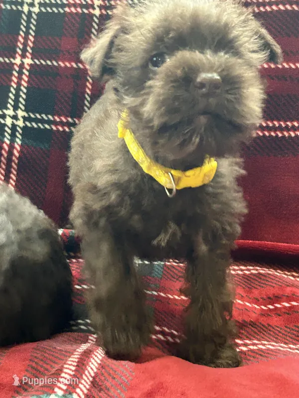 Roxy – Miniature Schnauzer puppy for sale in Tacoma, WA