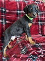Sassy, a female Doberman Pinscher for sale in Tacoma, WA – Photo 2 of 4