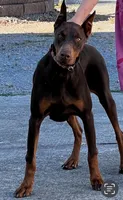 Sassy, a female Doberman Pinscher for sale in Tacoma, WA – Photo 3 of 4
