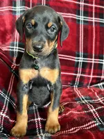 Sassy, a female Doberman Pinscher for sale in Tacoma, WA – Photo 1 of 4