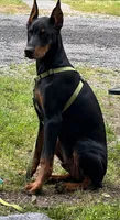 Sassy, a female Doberman Pinscher for sale in Tacoma, WA – Photo 4 of 4