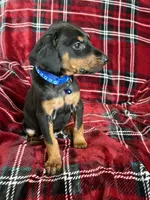 Bruno, a male Doberman Pinscher for sale in Tacoma, WA – Photo 1 of 4