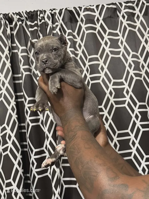 Cane Corso , a male Cane Corso for sale in Augusta, GA – 1 of 1
