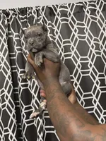 Cane Corso , a male Cane Corso for sale in Augusta, GA – 1 of 1