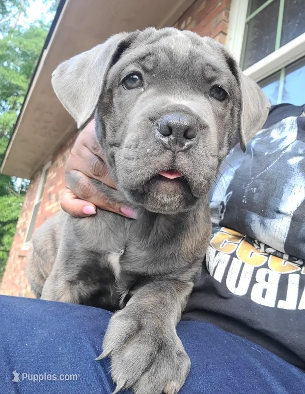 Yellow collar  – Cane Corso puppy for sale in Augusta, GA