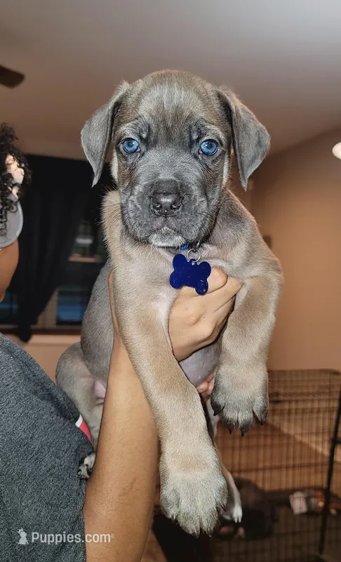 Cane Corso  – Cane Corso puppy for sale in Augusta, GA