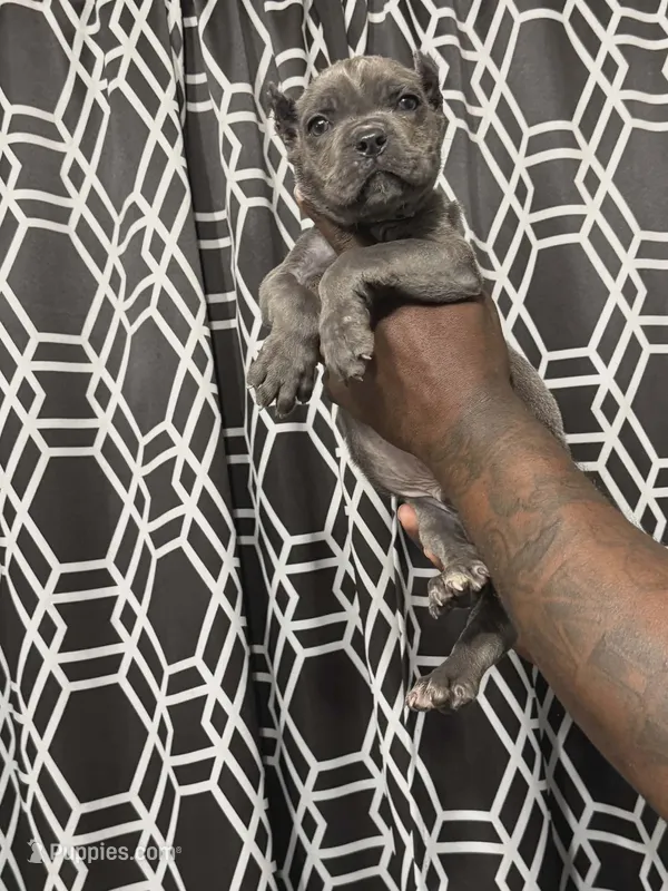 Cane Corso  – Cane Corso puppy for sale in Augusta, GA