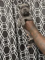 Cane Corso , a male Cane Corso for sale in Augusta, GA – 1 of 1