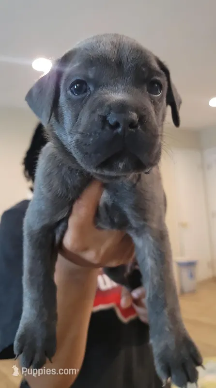 Cane Corso  – Cane Corso puppy for sale in Augusta, GA