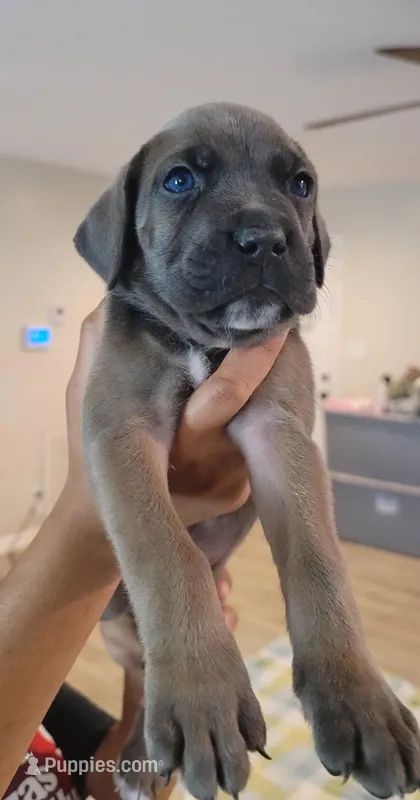 Cane Corso  – Cane Corso puppy for sale in Augusta, GA