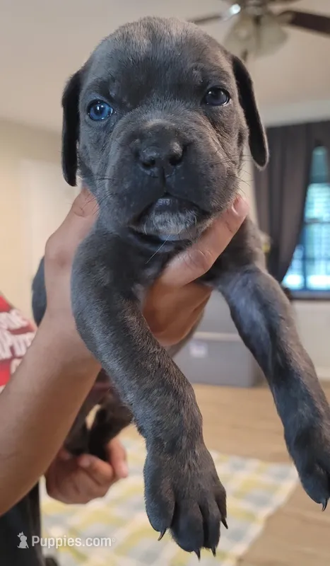 Cane Corso  – Cane Corso puppy for sale in Augusta, GA