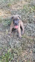 Pink Collar , a female Cane Corso for sale in Augusta, GA – Photo 4 of 4
