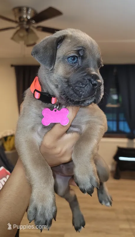Cane Corso , a female Cane Corso for sale in Augusta, GA – Photo 1 of 1