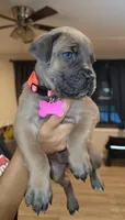 Pink Collar , a female Cane Corso for sale in Augusta, GA – Photo 1 of 4
