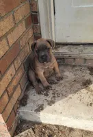 Pink Collar , a female Cane Corso for sale in Augusta, GA – Photo 3 of 4
