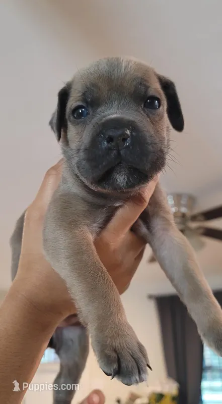 Cane Corso  – Cane Corso puppy for sale in Augusta, GA