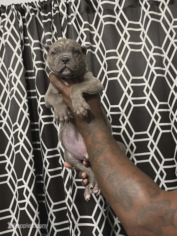 Cane Corso  – Cane Corso puppy for sale in Augusta, GA
