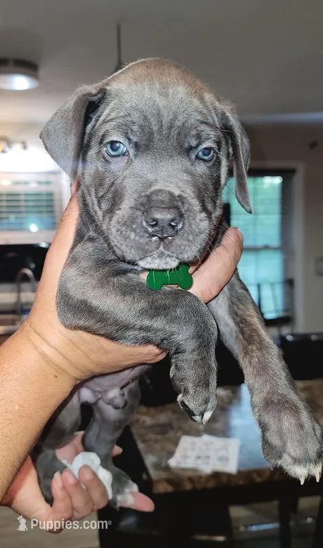 Cane Corso  – Cane Corso puppy for sale in Augusta, GA