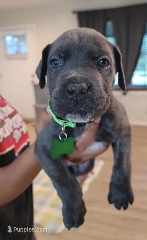 Cane Corso  – Cane Corso puppy for sale in Augusta, GA