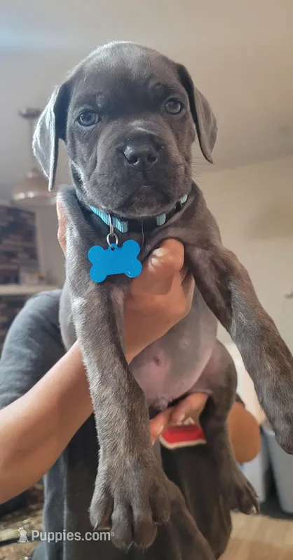 Cane Corso  – Cane Corso puppy for sale in Augusta, GA