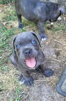 Blue collar , a male Cane Corso for sale in Augusta, GA – Photo 2 of 3