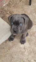 Blue collar , a male Cane Corso for sale in Augusta, GA – Photo 3 of 3