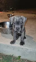 Yellow collar , a male Cane Corso for sale in Augusta, GA – Photo 3 of 3