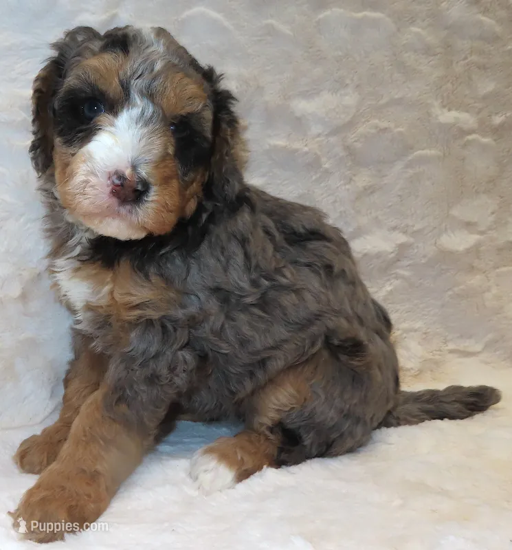 Josie's BUFFY – Miniature Bernedoodle puppy for sale in Johnstown, CO