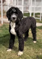Mocha Orange Girl, a female Bernedoodle for sale in Johnstown, CO – 1 of 1