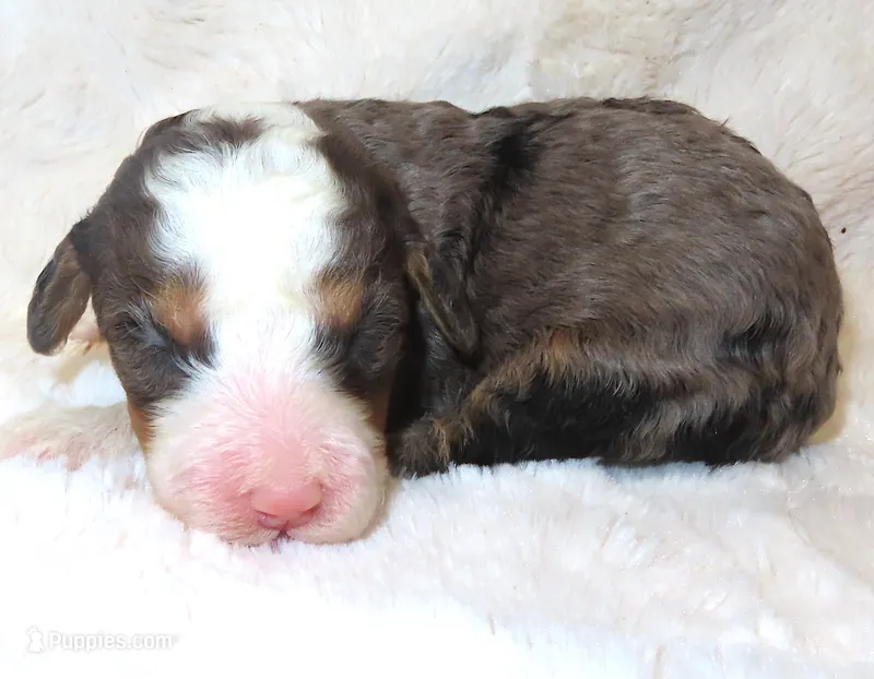 Autumns's Ace – Miniature Bernedoodle puppy for sale in Johnstown, CO