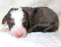 Autumns's Ace, a male Miniature Bernedoodle for sale in Johnstown, CO – 1 of 1