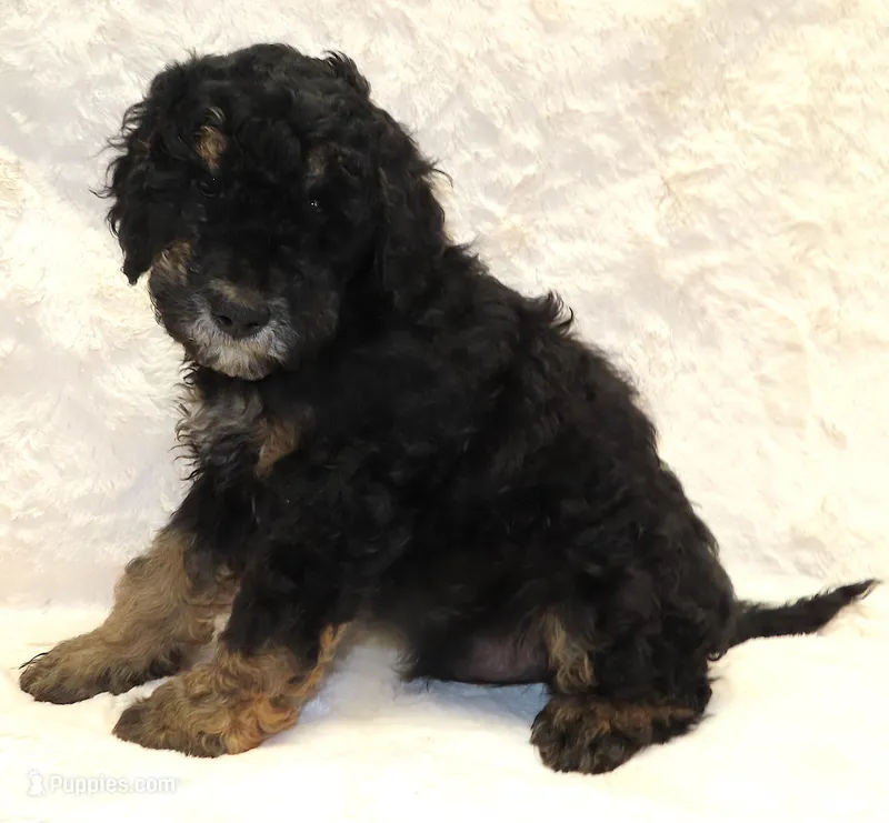 Storm Green Boy – Bernedoodle puppy for sale in Johnstown, CO
