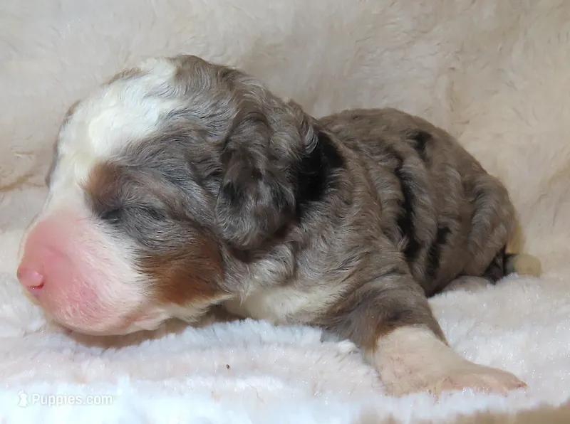 Autumn's Anna – Miniature Bernedoodle puppy for sale in Johnstown, CO