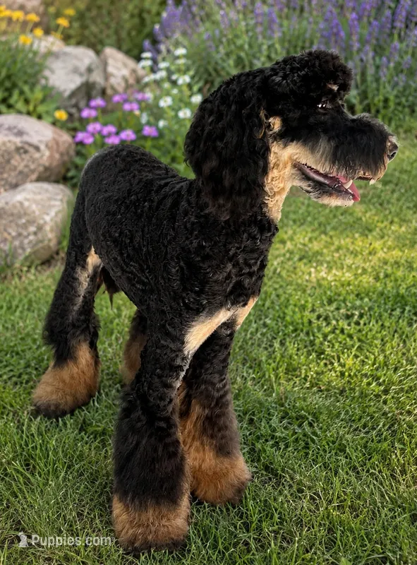 Storm Yellow Girl – Miniature Bernedoodle puppy for sale in Johnstown, CO