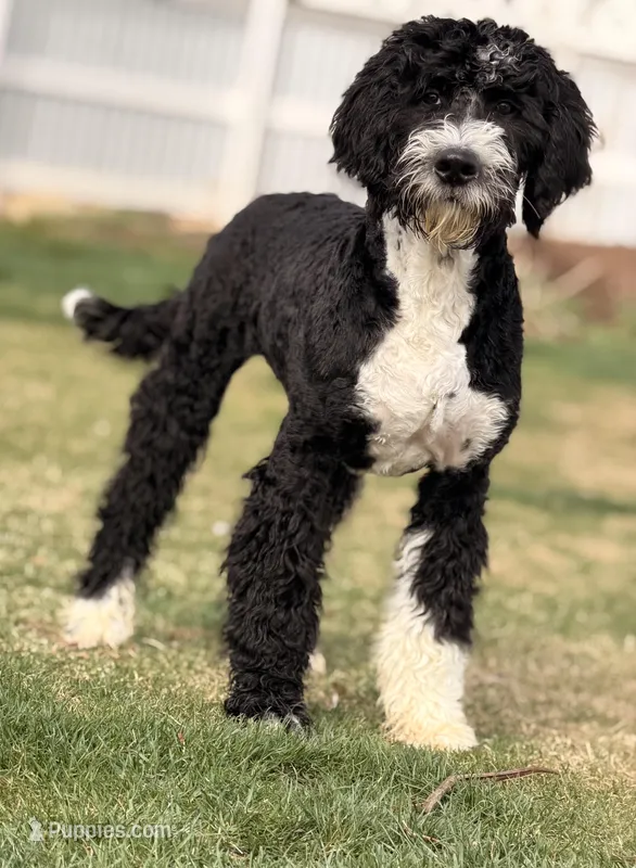 Mocha Blue Boy – Bernedoodle puppy for sale in Johnstown, CO