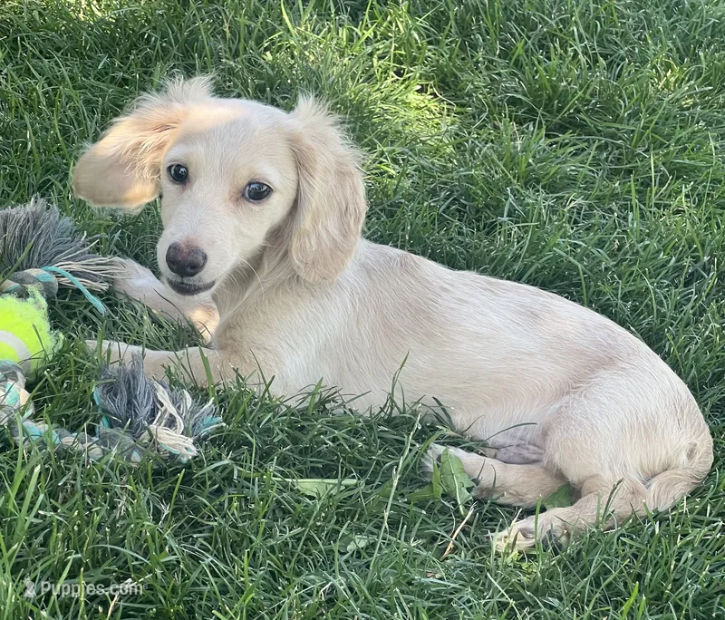 Paris Boy – Miniature Dachshund puppy for sale in Johnstown, CO