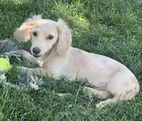 Paris Boy, a male Miniature Dachshund for sale in Johnstown, CO – 1 of 1