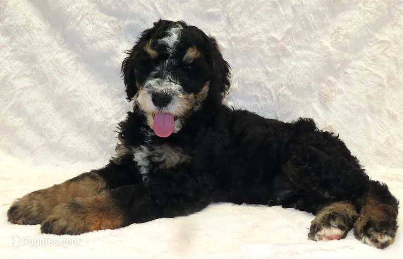 Storm Blue Boy – Bernedoodle puppy for sale in Johnstown, CO