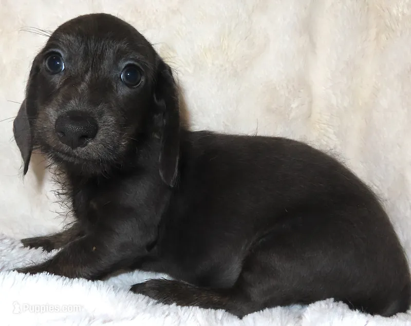 Minnie's NAOMI – Miniature Dachshund puppy for sale in Johnstown, CO