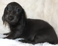 Minnie's NAOMI, a female Miniature Dachshund for sale in Johnstown, CO – 1 of 1