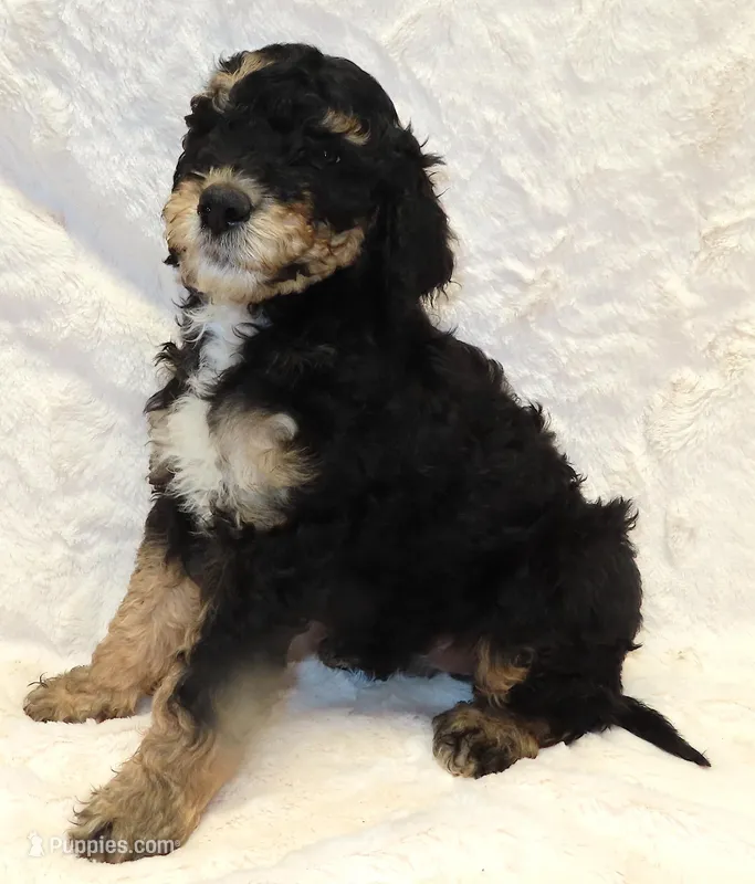 Storm Turquoise Girl – Bernedoodle puppy for sale in Johnstown, CO