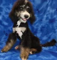 processed/d9344de7-ee59-4cb7-861e-8dc91c15ffde/listing/26de3c53-d820-4bcd-9e9d-600b1032f83d/4843f1a6-f758-4e56-8ba3-20b0eb6611e7