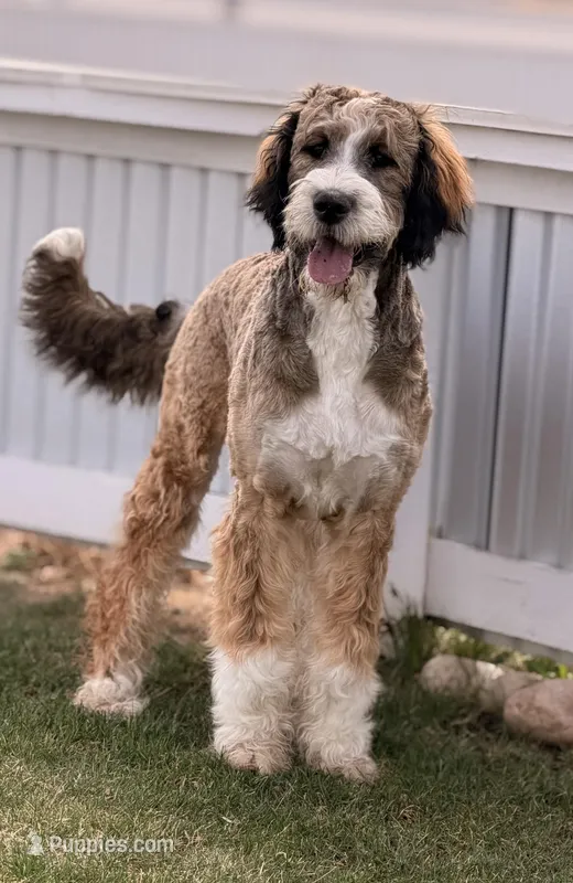 Mocha Turquoise Girl – Bernedoodle puppy for sale in Johnstown, CO