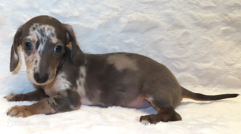 Bree's Becky – Miniature Dachshund puppy for sale in Johnstown, CO